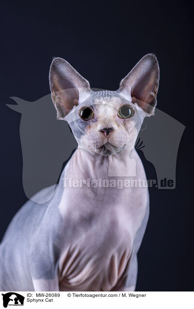 Sphynx Katze / Sphynx Cat / MW-26089