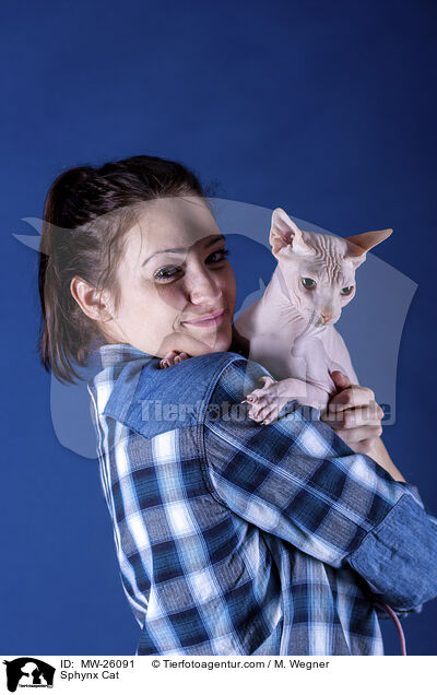 Sphynx Katze / Sphynx Cat / MW-26091
