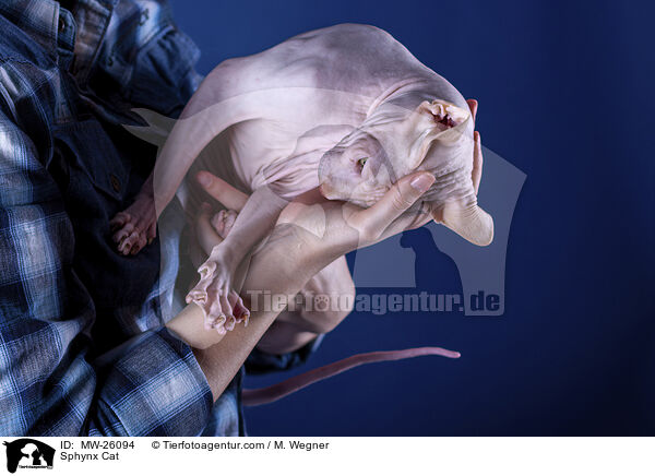 Sphynx Katze / Sphynx Cat / MW-26094