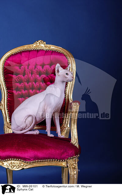 Sphynx Katze / Sphynx Cat / MW-26101
