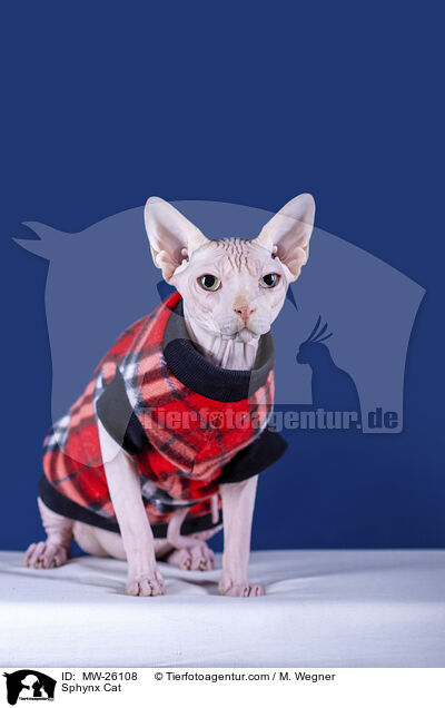 Sphynx Katze / Sphynx Cat / MW-26108