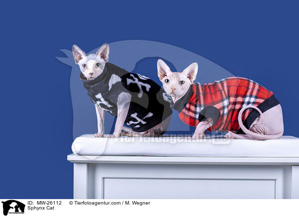 Sphynx Cat / MW-26112