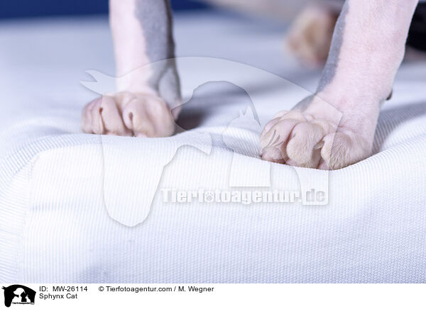 Sphynx Katze / Sphynx Cat / MW-26114