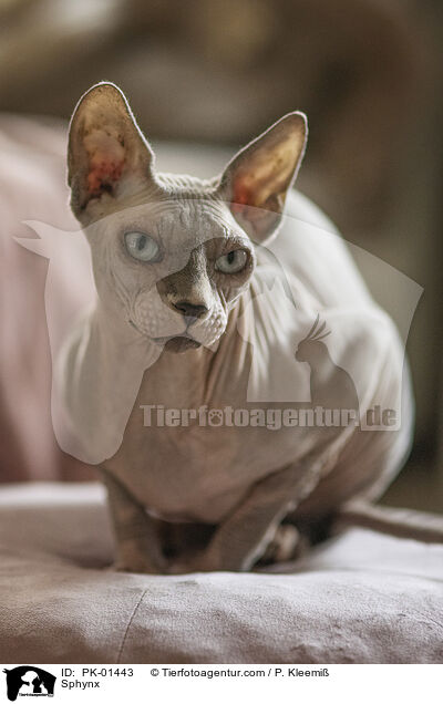 Sphynx / Sphynx / PK-01443