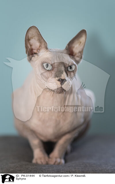 Sphynx / Sphynx / PK-01444