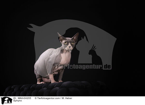 Sphynx / Sphynx / MAH-04205