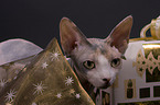 Canadian hairless