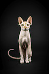 sitting Sphynx