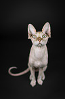 Sphynx