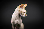 Sphynx