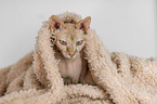 Sphynx portrait