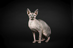 standing Sphynx