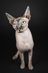 Sphynx