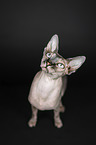 Sphynx