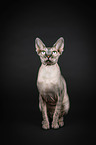sitting Sphynx
