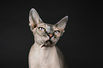 Sphynx portrait
