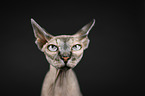 Sphynx portrait