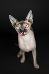 Sphynx