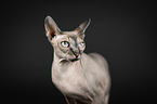 Sphynx portrait