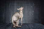 standing Sphynx