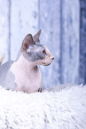 Sphynx Cat
