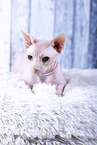 Sphynx Cat