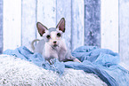Sphynx Cat