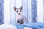 Sphynx Cat