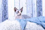 Sphynx Cat