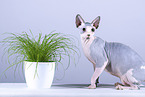 Sphynx Cat