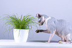 Sphynx Cat