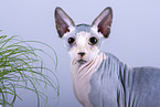 Sphynx Cat