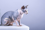 Sphynx Cat