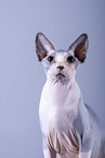 Sphynx Cat