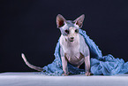 Sphynx Cat