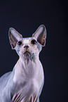 Sphynx Cat