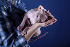 Sphynx Cat