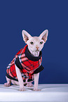 Sphynx Cat