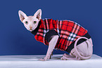 Sphynx Cat
