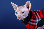 Sphynx Cat