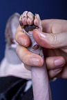 Sphynx Cat