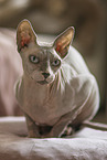 Sphynx
