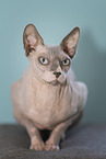 Sphynx