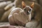 Sphynx