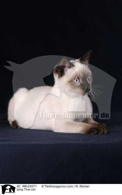 liegende Thaikatze / lying Thai cat / RR-03071