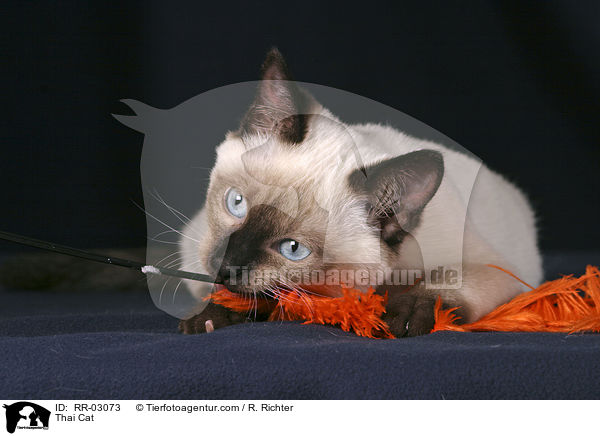 Thai Cat / RR-03073