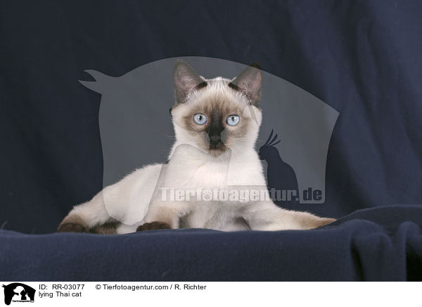 liegende Thaikatze / lying Thai cat / RR-03077