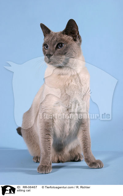 sitzende Thaikatze / sitting cat / RR-06467