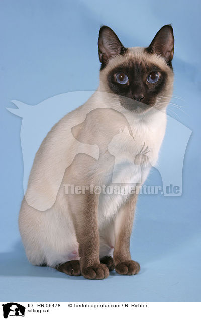 sitzende Thaikatze / sitting cat / RR-06478