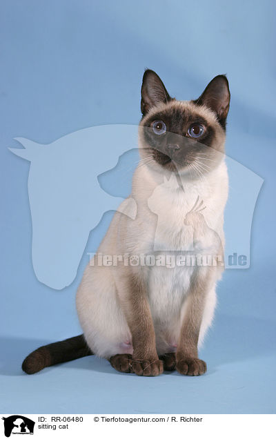 sitzende Thaikatze / sitting cat / RR-06480